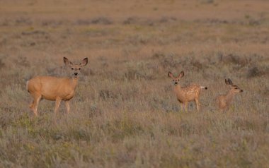 Vahşi doğadaki geyik ailesi