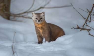 Banff Ulusal Parkı, Alberta, Kanada 'da kar üzerinde yürüyen çam mermeri.