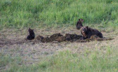 Vahşi doğada boz ayı