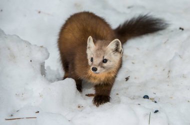 Banff Ulusal Parkı, Alberta, Kanada 'da kar üzerinde yürüyen çam mermeri.