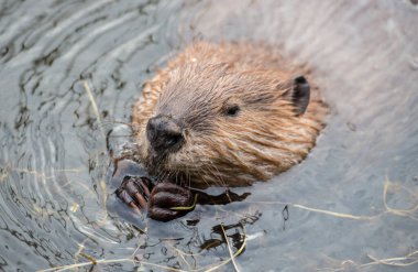 Vahşi doğada kunduz
