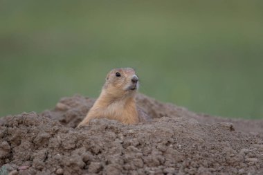 Vahşi doğadaki çayır köpeğine yakın.