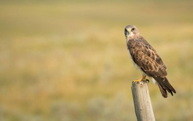 Çitin üzerine tünemiş görkemli şahinin manzarası