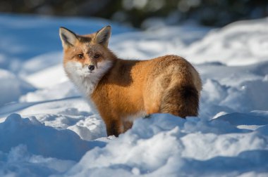 Kızıl tilki vahşi doğada
