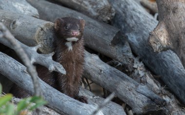 Vahşi doğada vizon