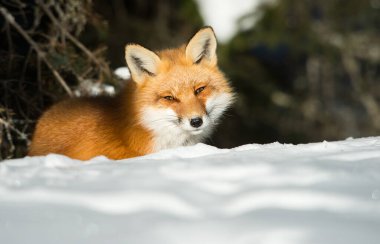 Kızıl tilki vahşi doğada