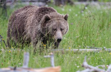 Vahşi doğada boz ayılar