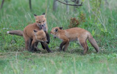 Doğada sevimli kızıl tilkiler bir arada.