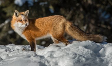 Kızıl tilki vahşi doğada