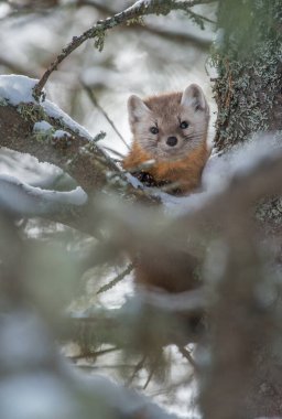 Banff Ulusal Parkı, Alberta, Kanada 'da ağaçta duran çam mermeri.