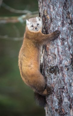 Banff Ulusal Parkı, Alberta, Kanada 'da ağaçta duran çam mermeri.