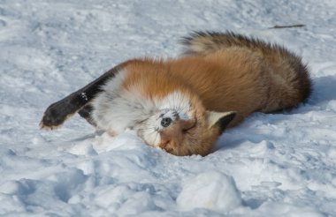 Kızıl tilki vahşi doğada