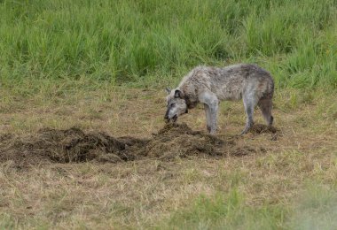 Vahşi doğadaki gri kurt.