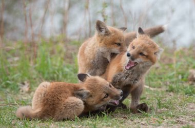 Vahşi doğada çimlerin üzerinde sevimli kızıl tilkiler.