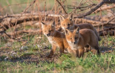 Parkta yakalanan sevimli kızıl tilkiler.