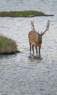 Vahşi doğada boğa geyiği