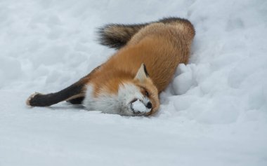 Kızıl tilki vahşi doğada