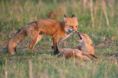 cute red foxes together on grass at wild nature clipart