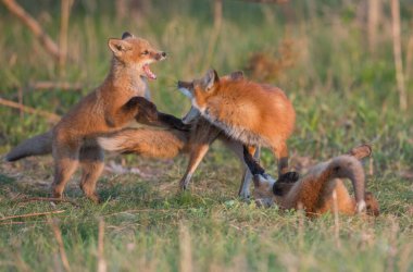 Parkta yakalanan sevimli kızıl tilkiler.
