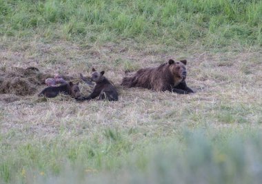 Vahşi doğada boz ayı