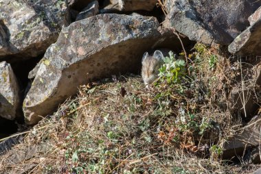 Kananaskis, Alberta, Kanada 'da nesli tükenmekte olan pika