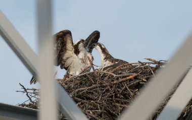 Osprey vahşi doğada