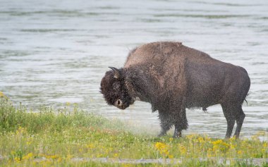 Bizonlar vahşi doğada