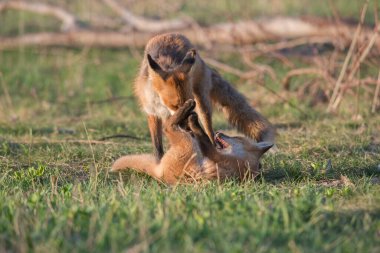 Parkta yakalanan sevimli kızıl tilkiler.