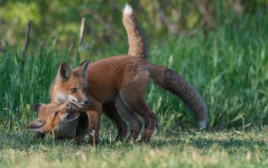 Parkta yakalanan sevimli kızıl tilkiler.