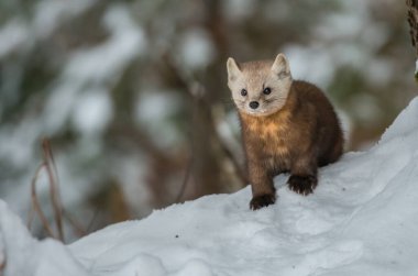 Banff Ulusal Parkı, Alberta, Kanada 'da kar üzerinde yürüyen çam mermeri.