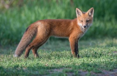 Parktaki güzel kızıl tilki manzarası