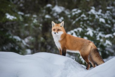 Kızıl tilki vahşi doğada