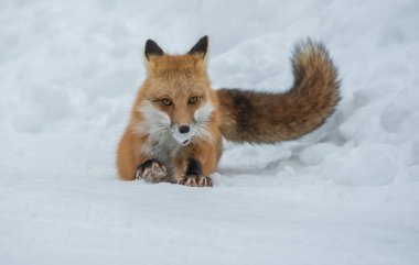 Kızıl tilki vahşi doğada