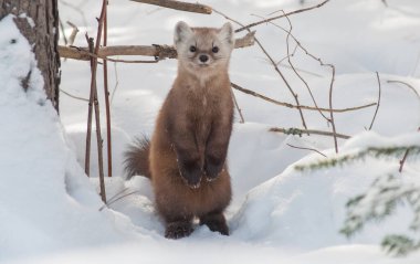 Banff Ulusal Parkı, Alberta, Kanada 'da kar üzerinde yürüyen çam mermeri.