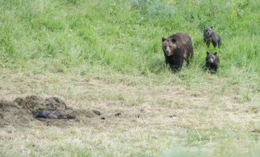 Vahşi doğada boz ayı