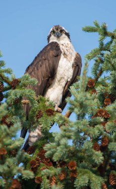 Osprey vahşi doğada