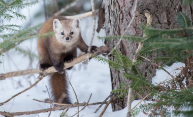 Banff Ulusal Parkı, Alberta, Kanada 'da ağaçta duran çam mermeri.