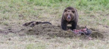 Vahşi doğada boz ayı