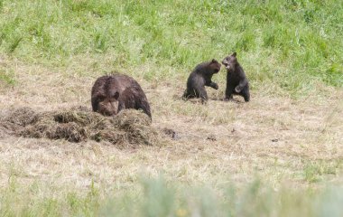 Vahşi doğada boz ayı ailesi