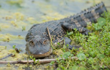 Vahşi doğadaki timsah