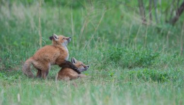 Parkta yakalanan sevimli kızıl tilkiler.