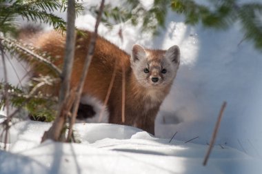 Banff Ulusal Parkı, Alberta, Kanada 'da kar üzerinde yürüyen çam mermeri.