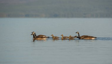 Kanada kazları vahşi doğada