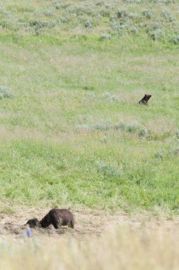 Vahşi doğada boz ayı ailesi
