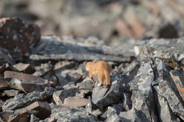 Kananaskis, Alberta, Kanada 'da nesli tükenmekte olan pika