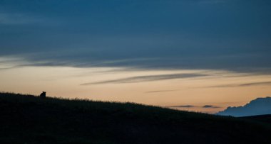 Vahşi doğada boz ayı