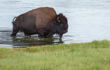 Bizonlar vahşi doğada
