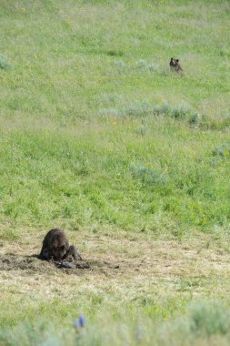 Vahşi doğada boz ayı