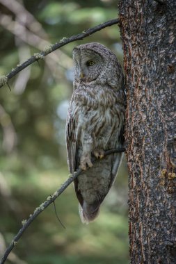 Büyük gri baykuş vahşi doğada, alberta, Kanada