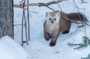 Banff Ulusal Parkı, Alberta, Kanada 'da kar üzerinde yürüyen çam mermeri.